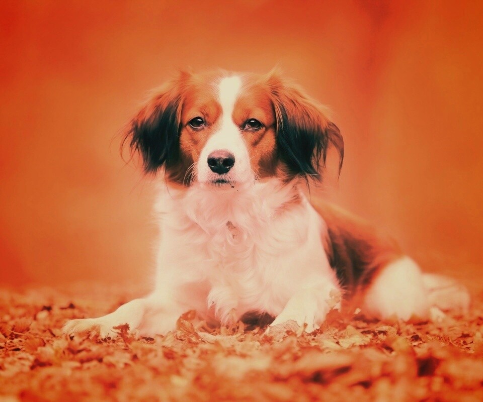 Собака на ковре из осенних листьев обои