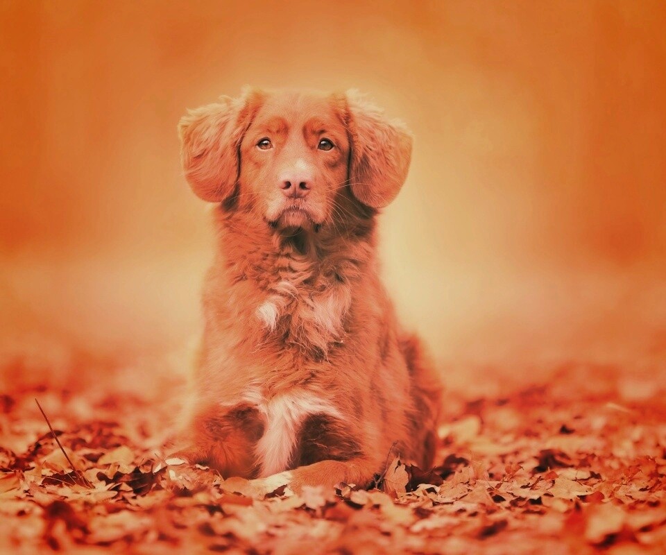 Осенний пес обои