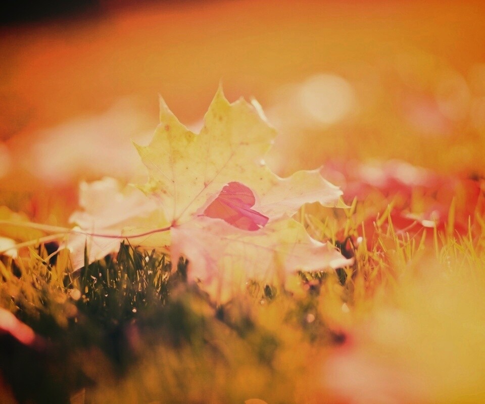 Листик в форме сердца обои