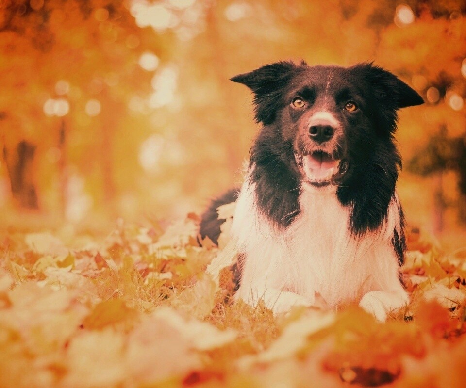 Пес среди листвы обои