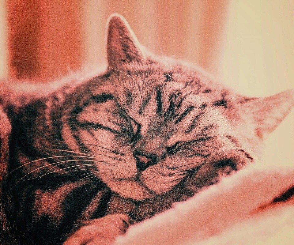 Спящий кошак обои