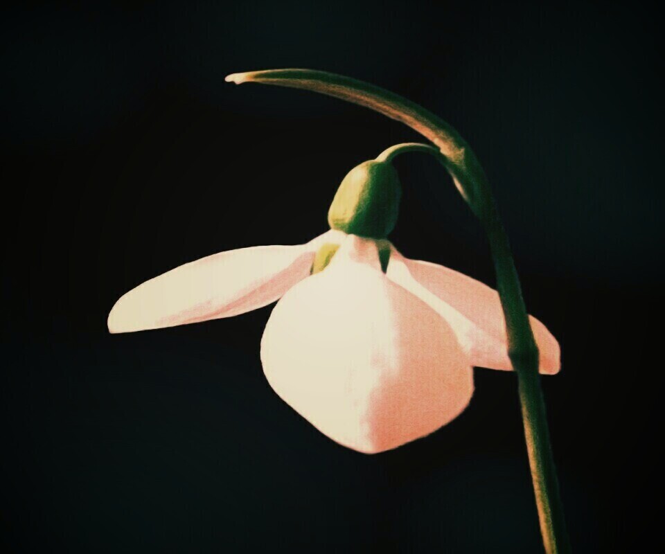 Белый цветок обои