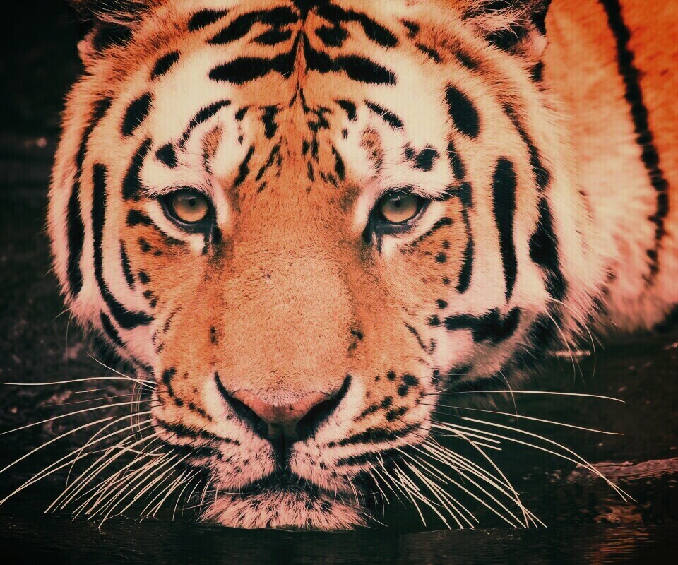 Купание тигра обои