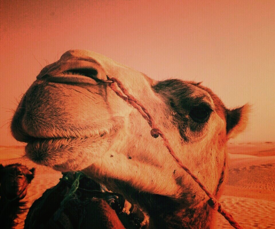 Верблюд обои