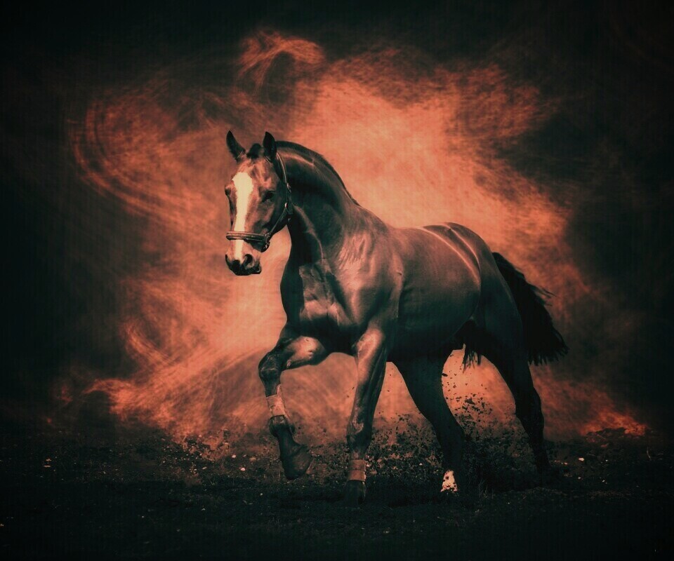 Лошадь обои