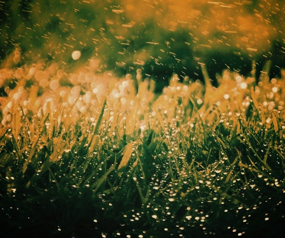 Роса на траве обои