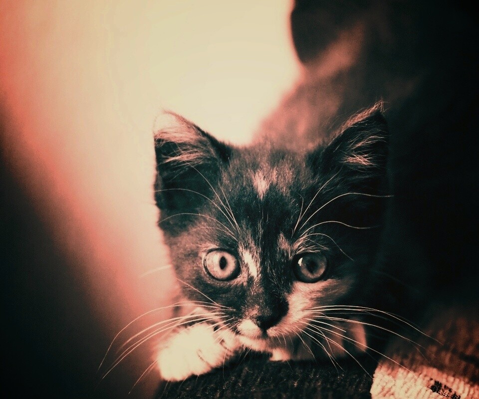 Котёнок обои