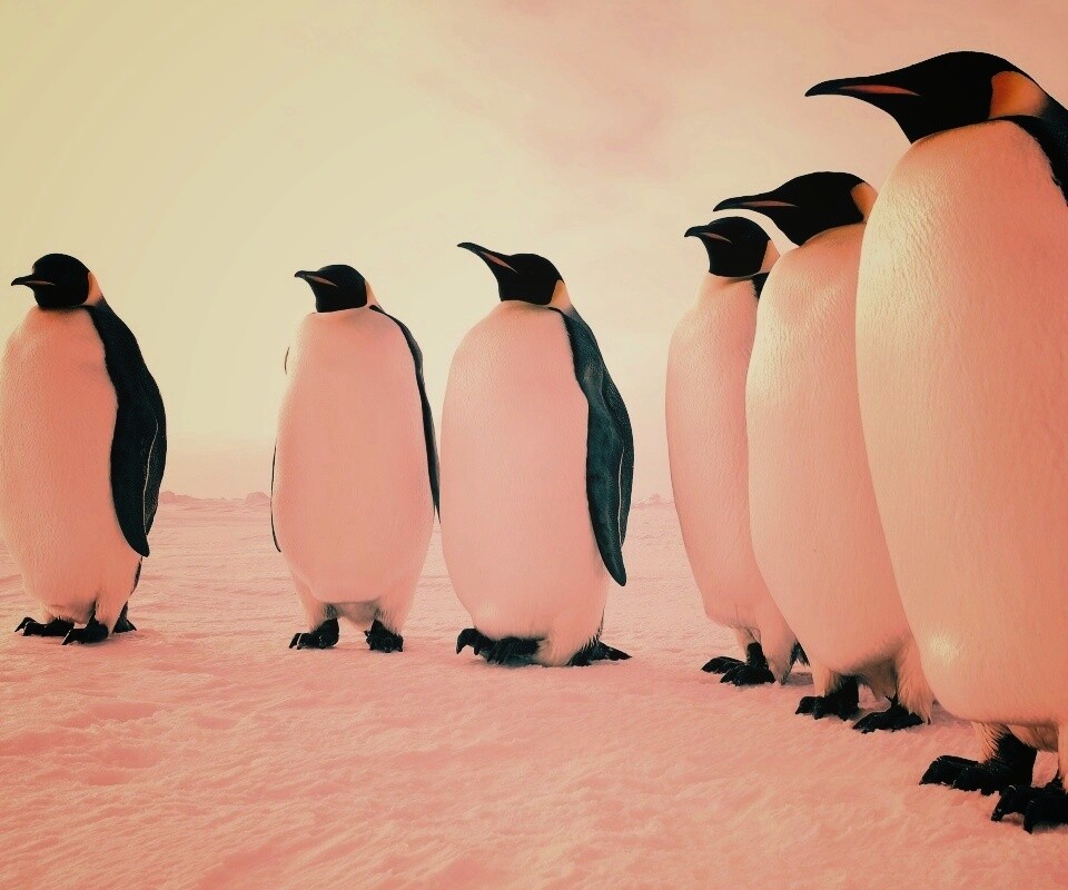 Слет пингвинов обои