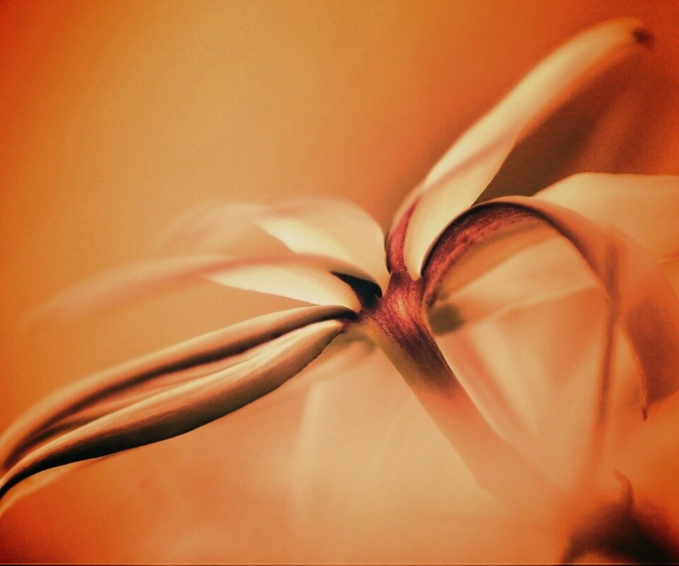 Цветок обои