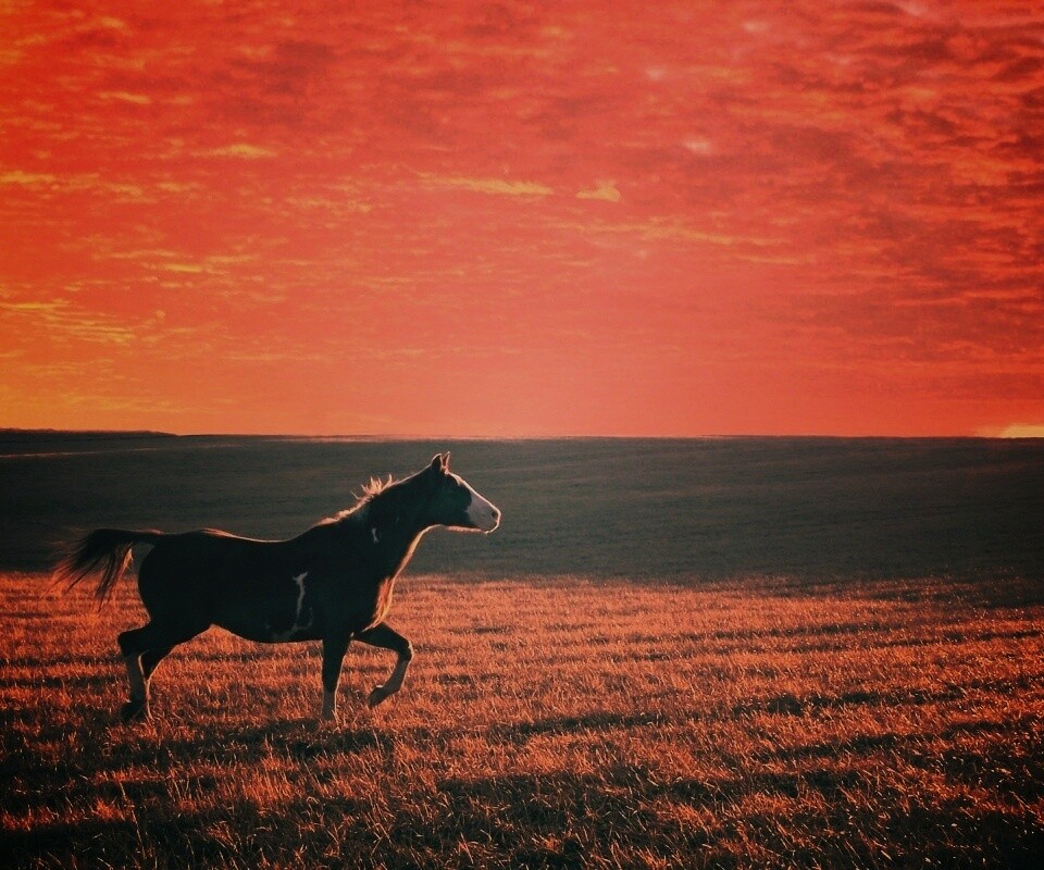 Мустанг обои