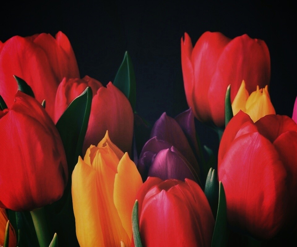 Тюльпаны обои