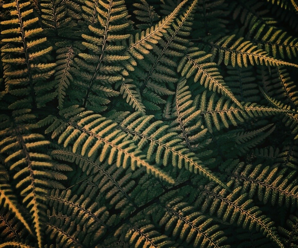 Папоротник обои