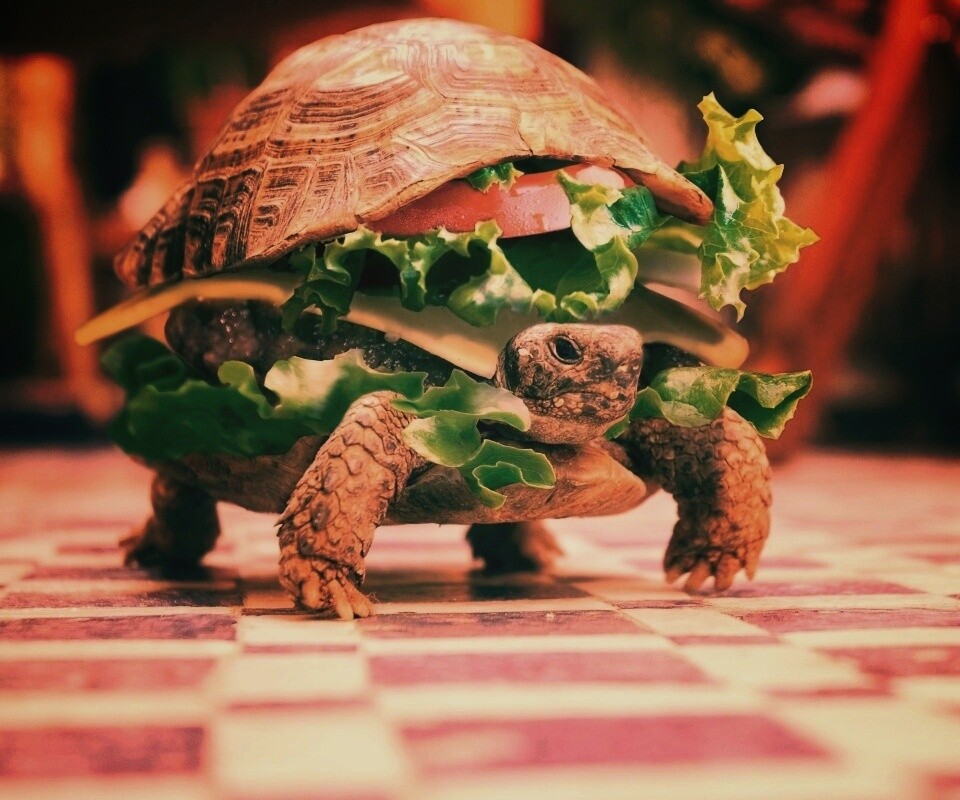 Черепахбургер обои