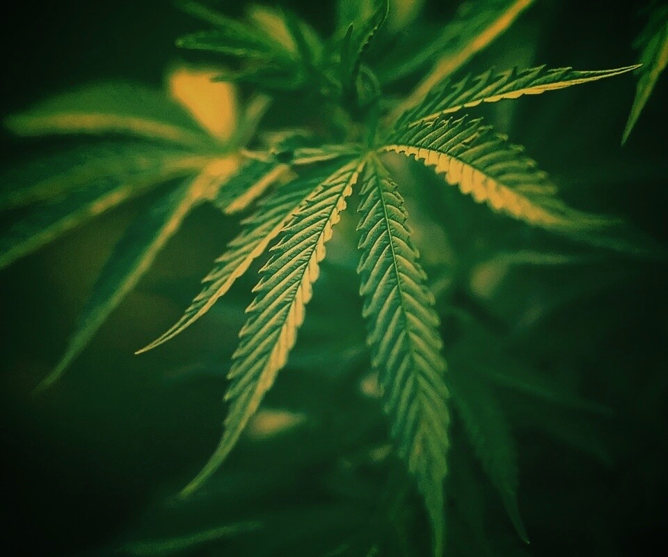 Марихуана обои
