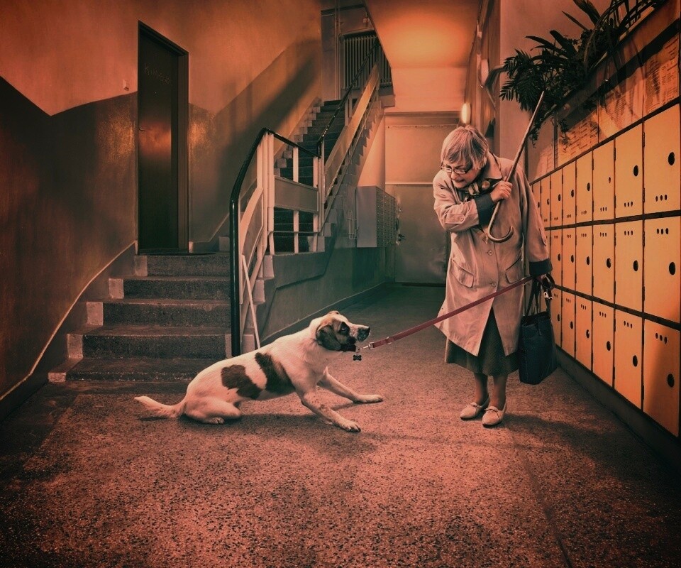 Непослушная собака обои