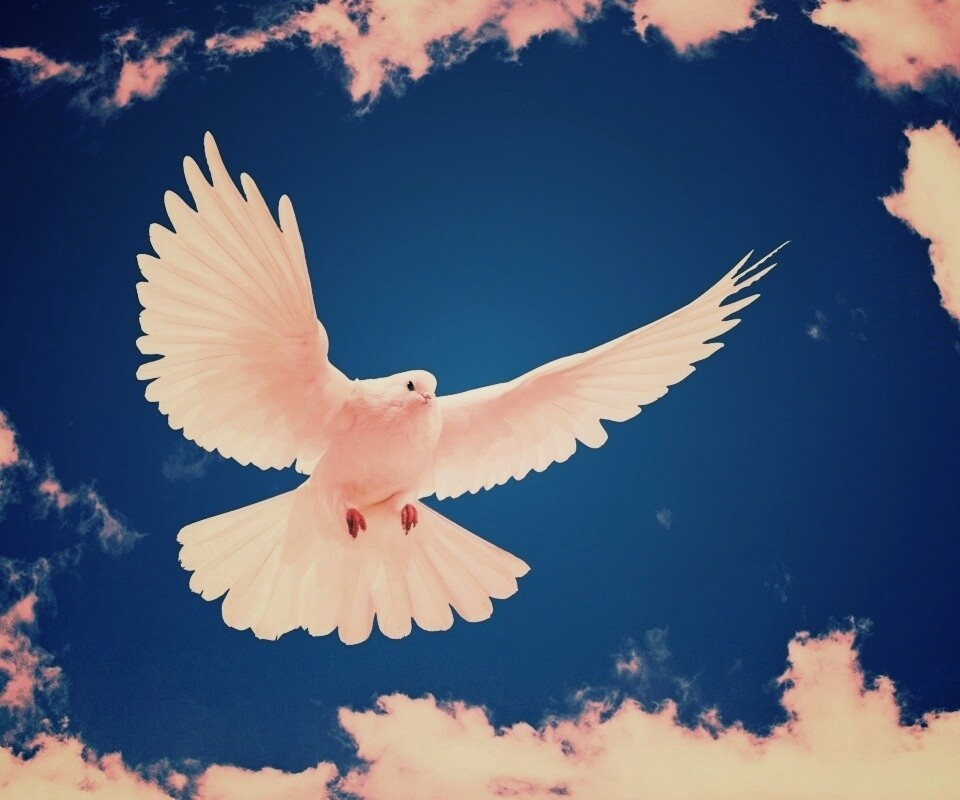 Белый голубь в небе обои