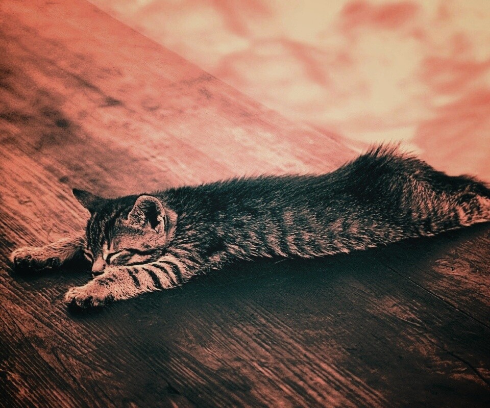 Растянувшийся кошара обои