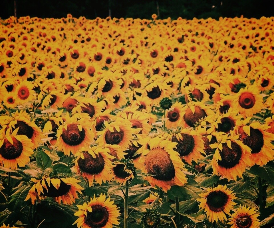 Поле подсолнухов обои