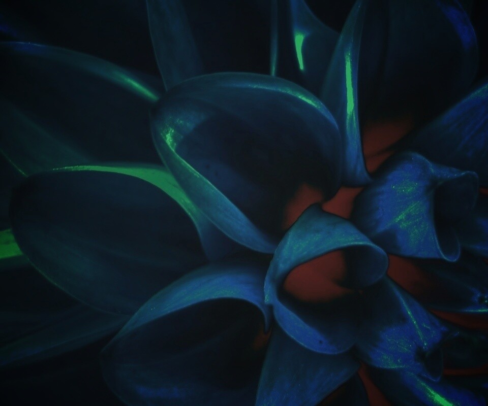 Лепестки обои