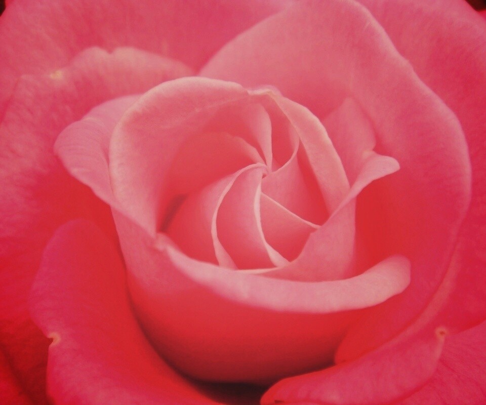 Идеальная роза обои