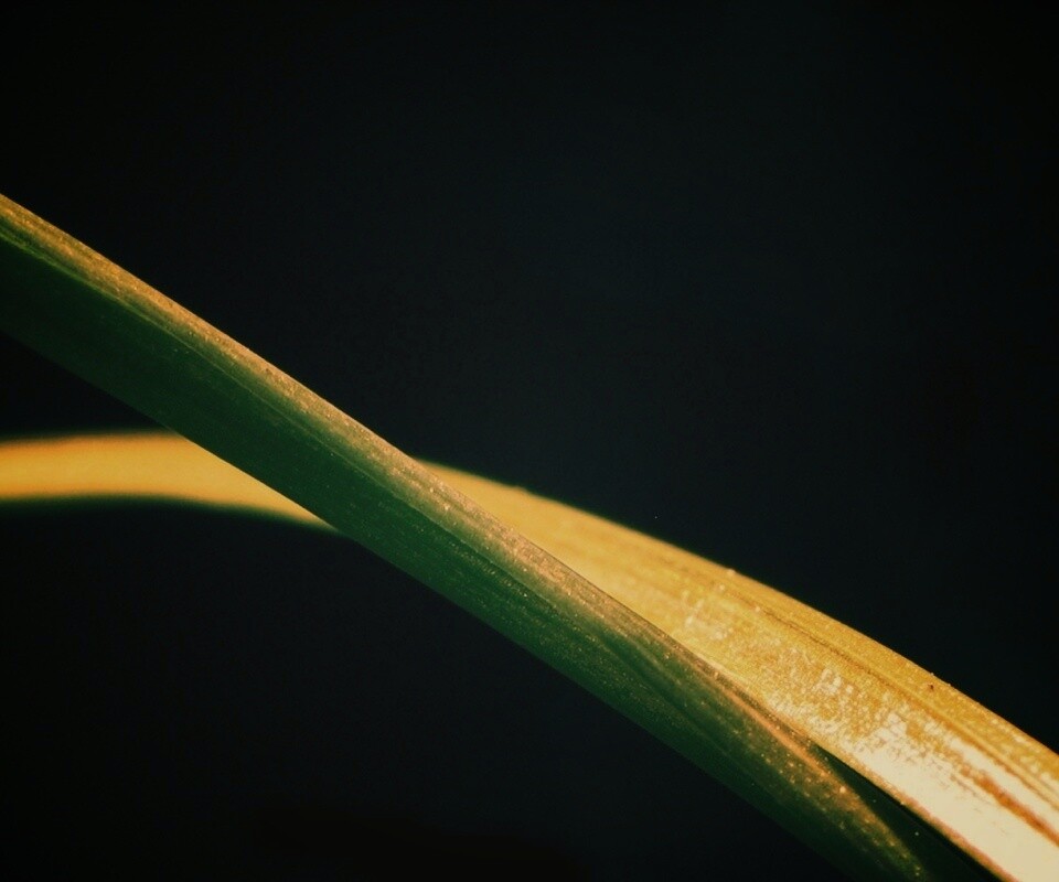 Зелень обои