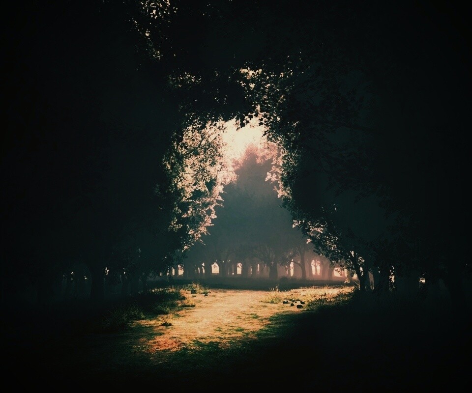 Сумерки в волшебном лесу обои