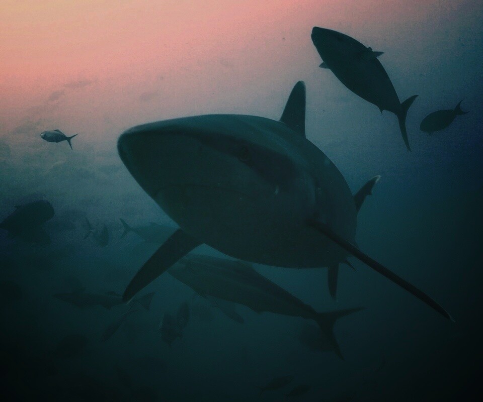 Акула обои