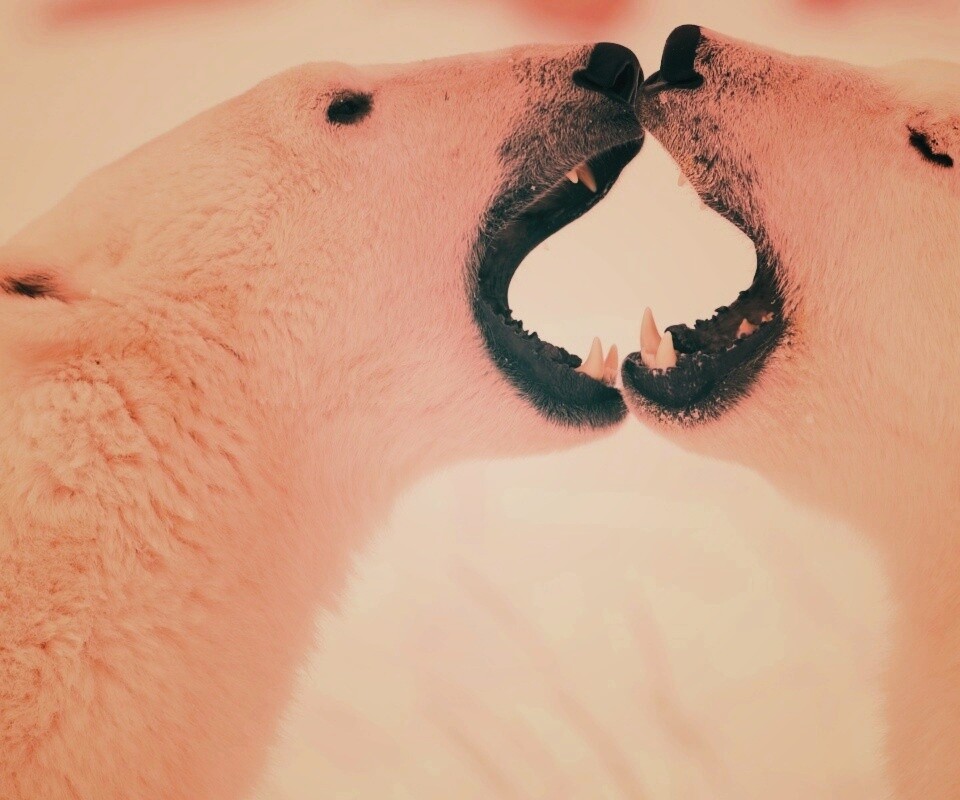 Полярные медведи обои