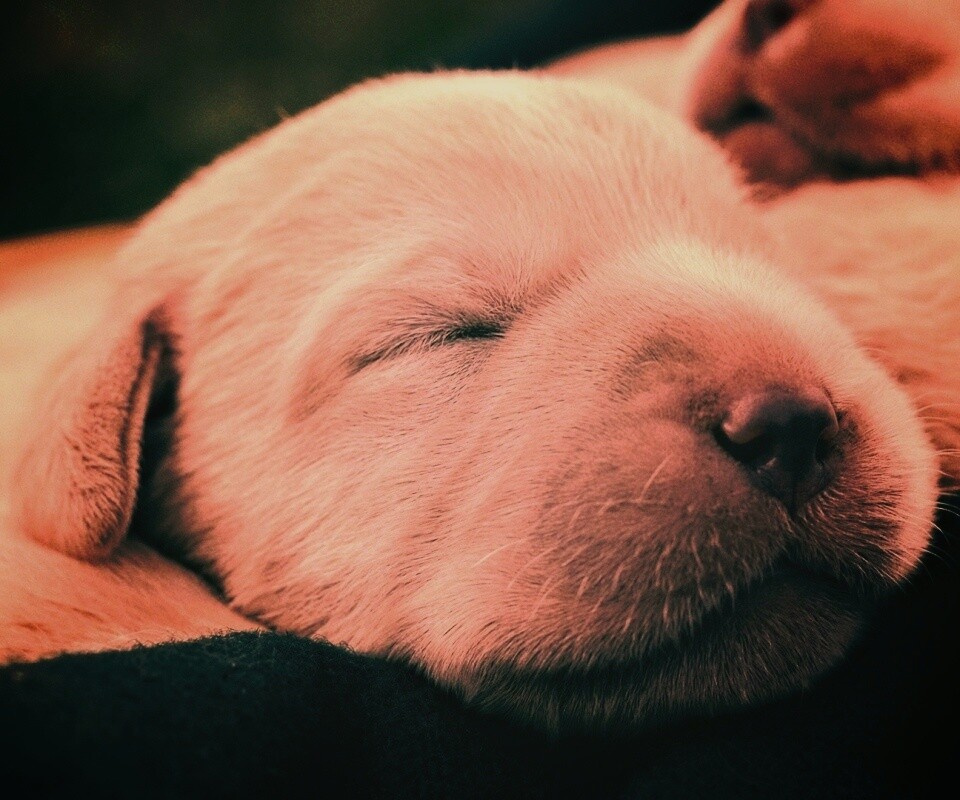 Мордочки симпатичных щенков обои