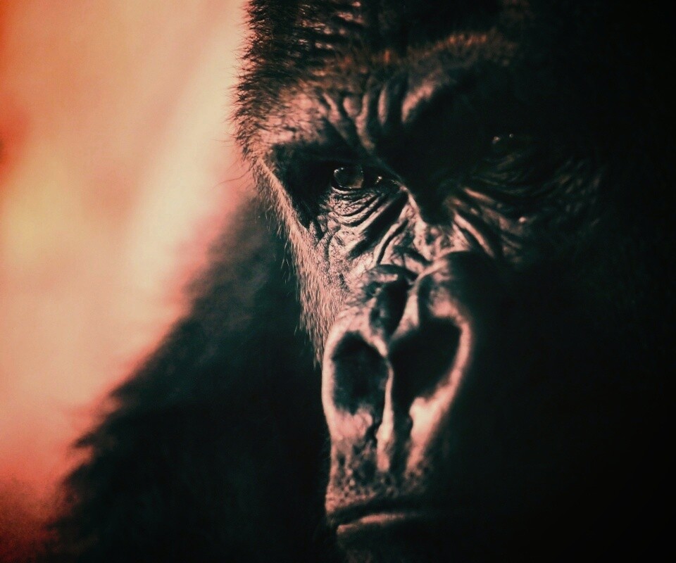 Фото орангутанга обои