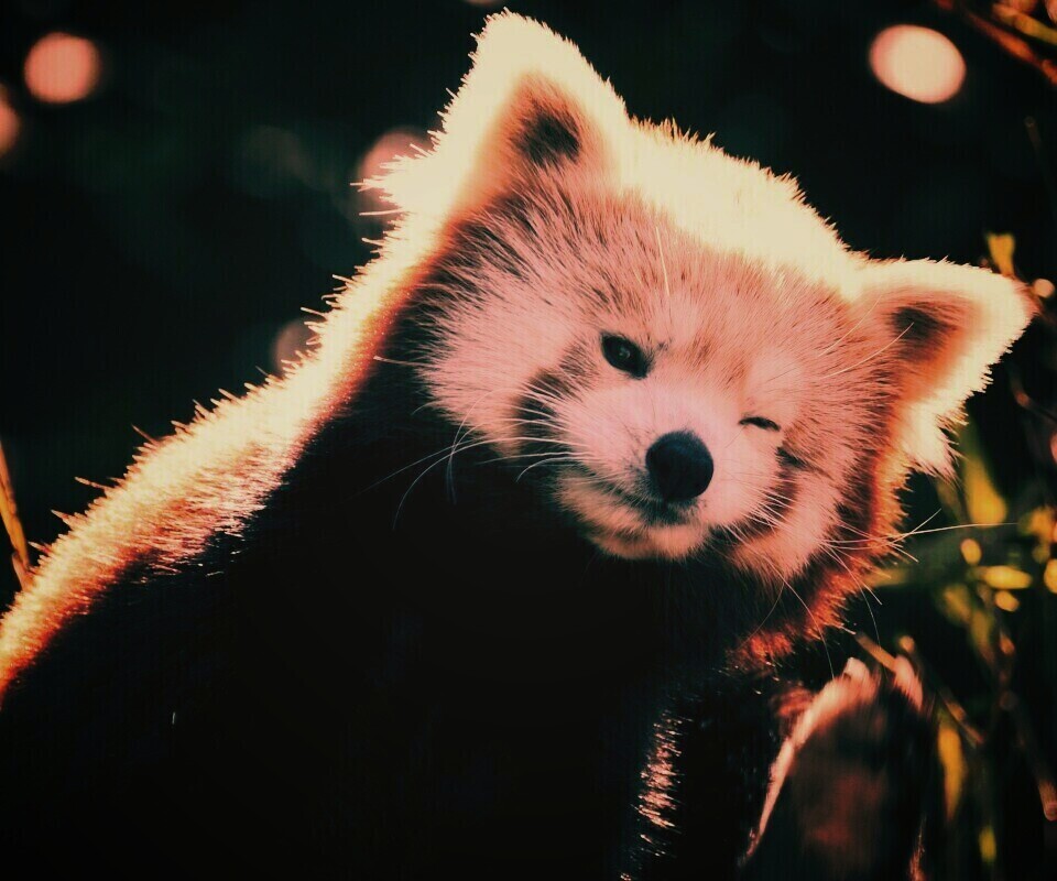Красная панда подмигивает обои