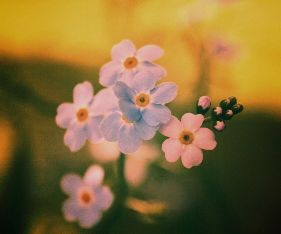 Обои цветов обои