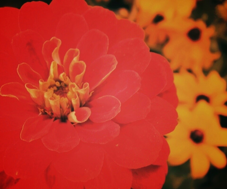 Красный цветок обои