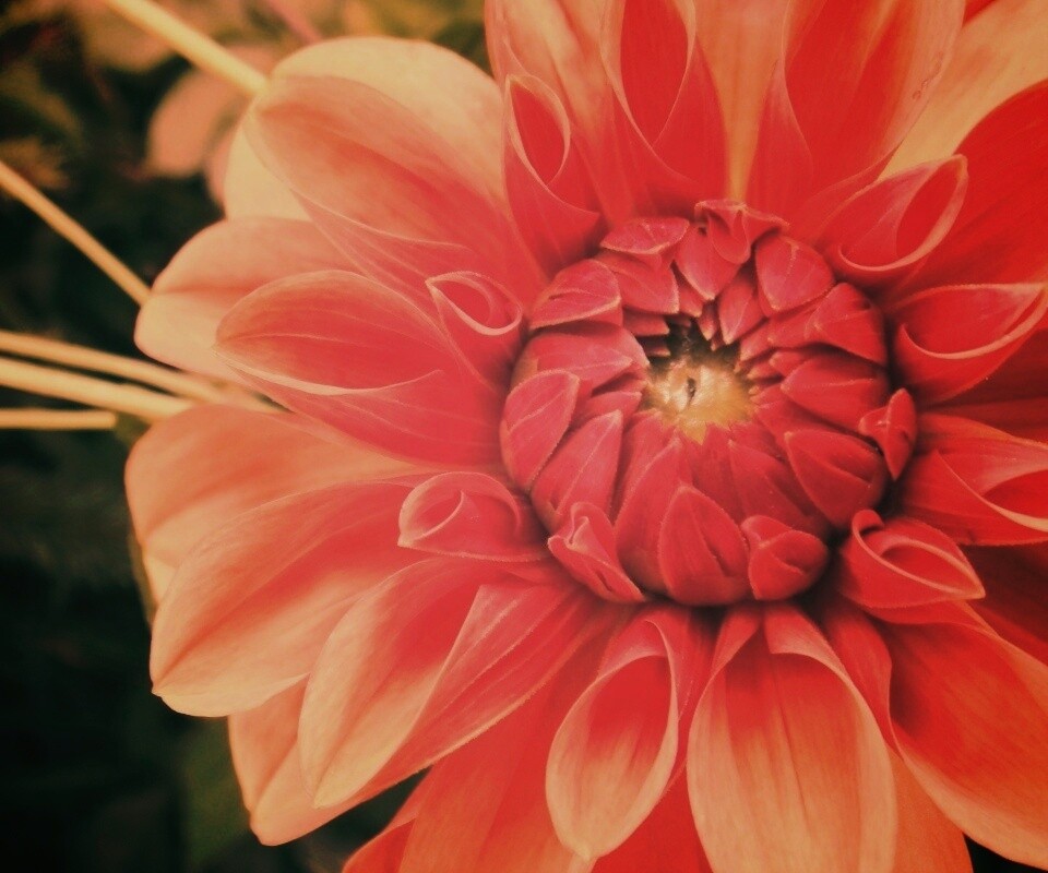 Аленький цветочек обои