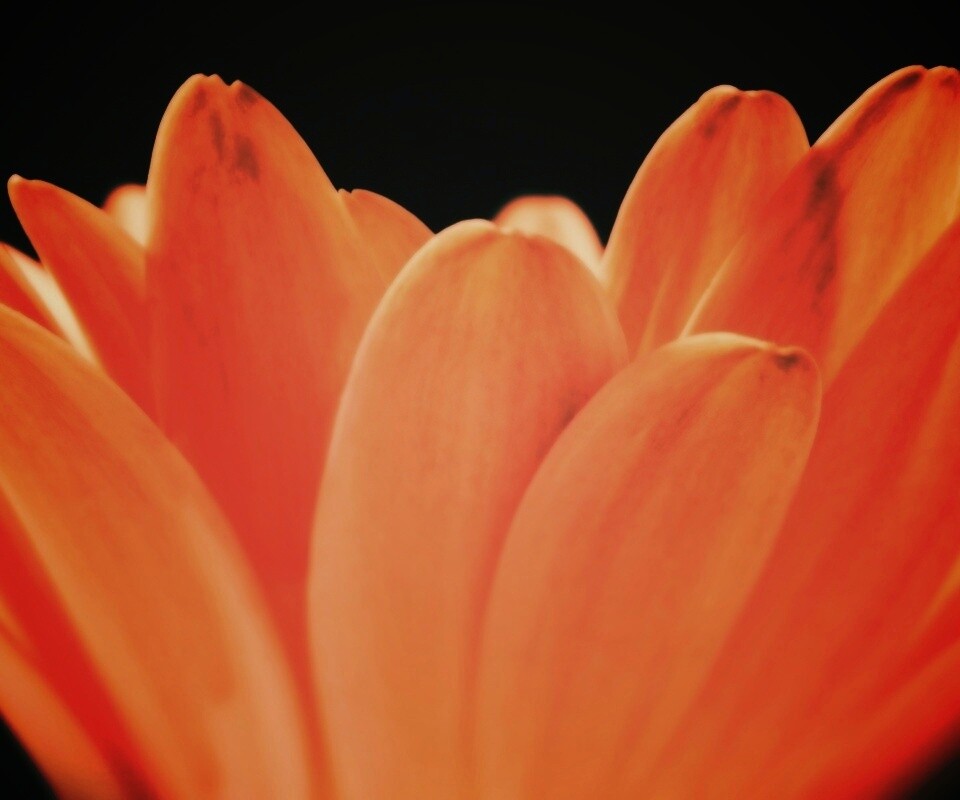 Цветочные лепестки обои