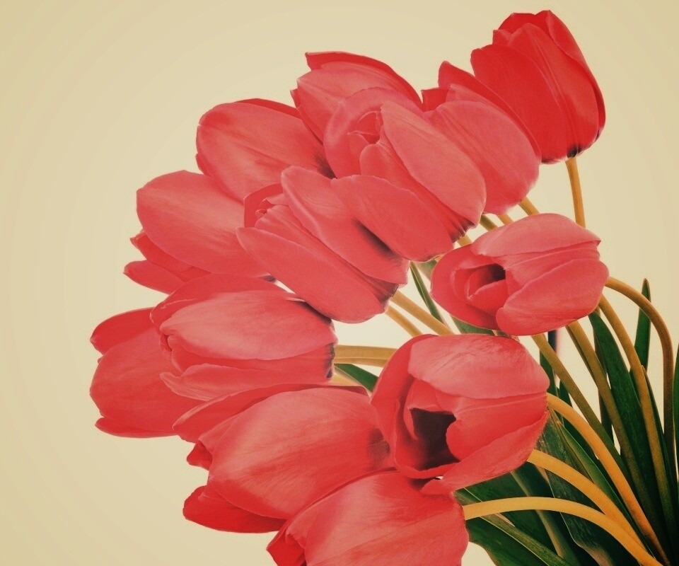 Букет тюльпанов обои