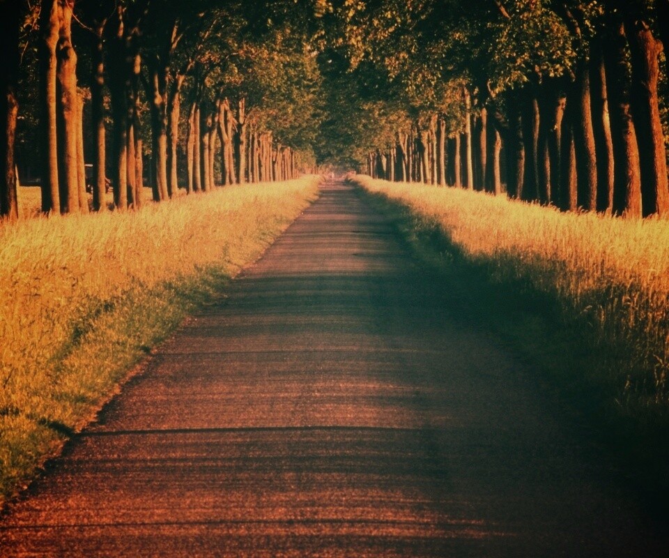 Живописная аллея обои