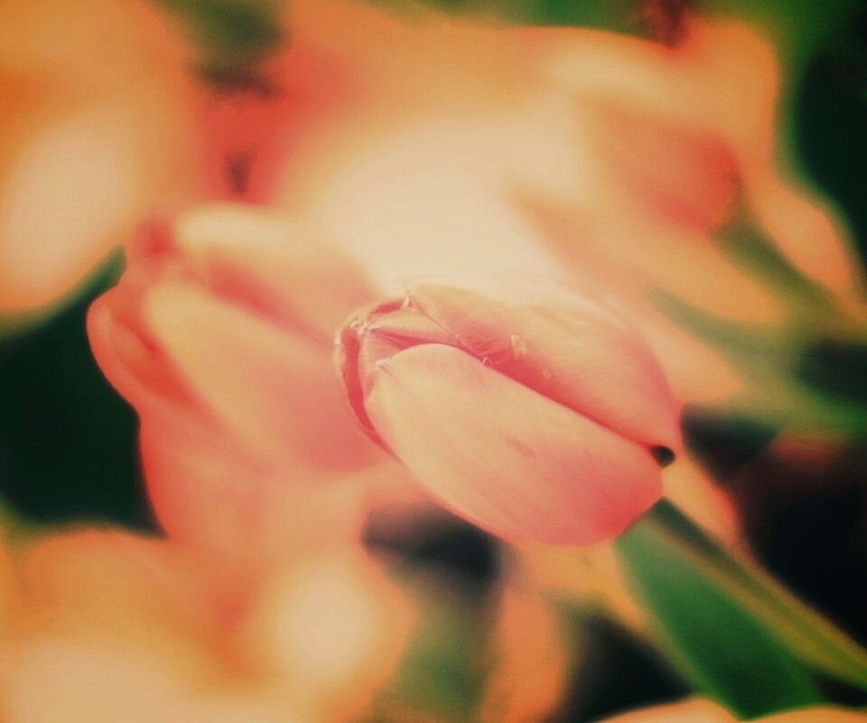 Красивый тюльпан обои