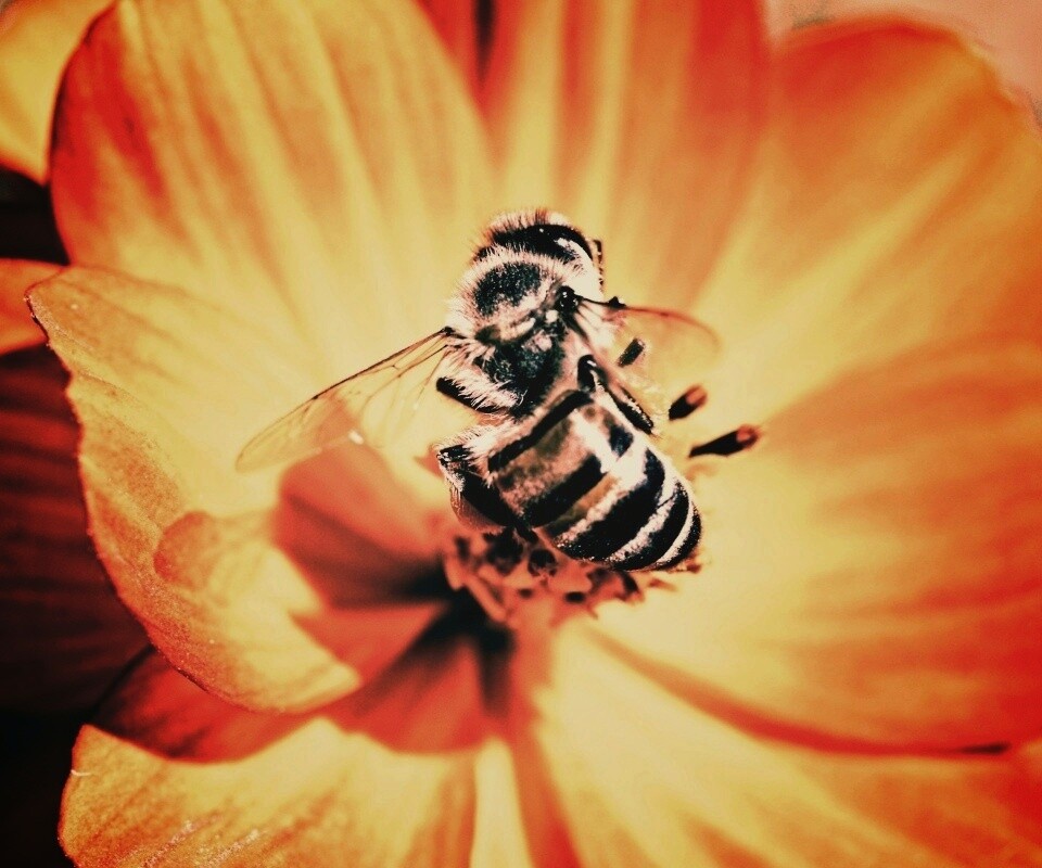 Пчела на цветке обои