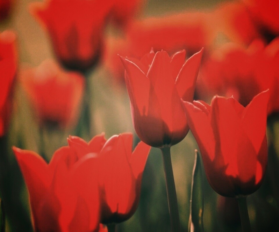 Красные цветы обои