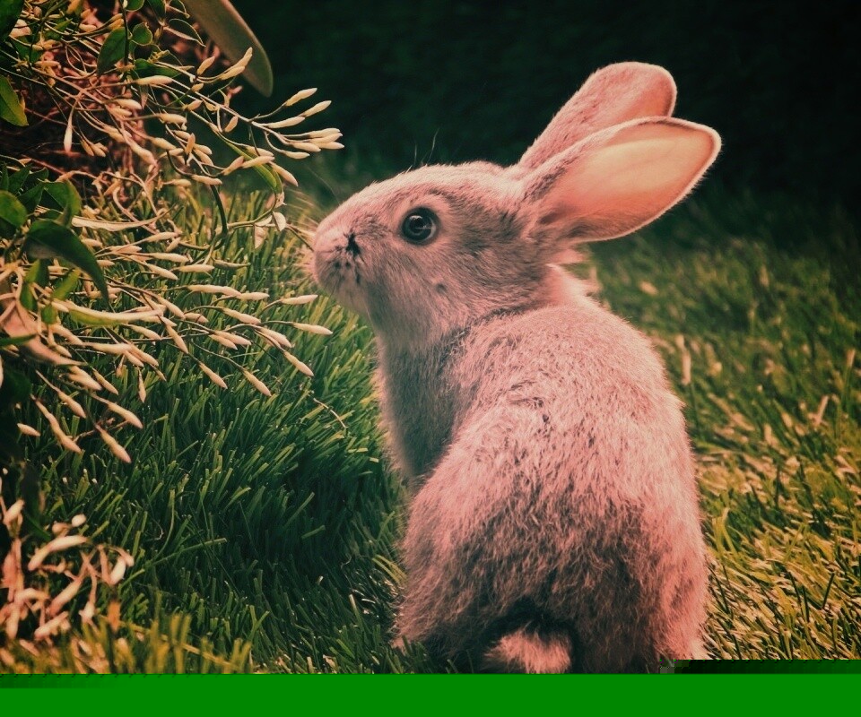 Заяц обои