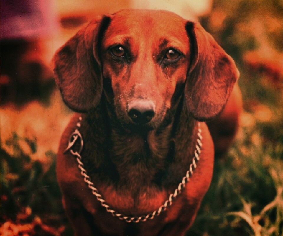 Рыжая такса обои