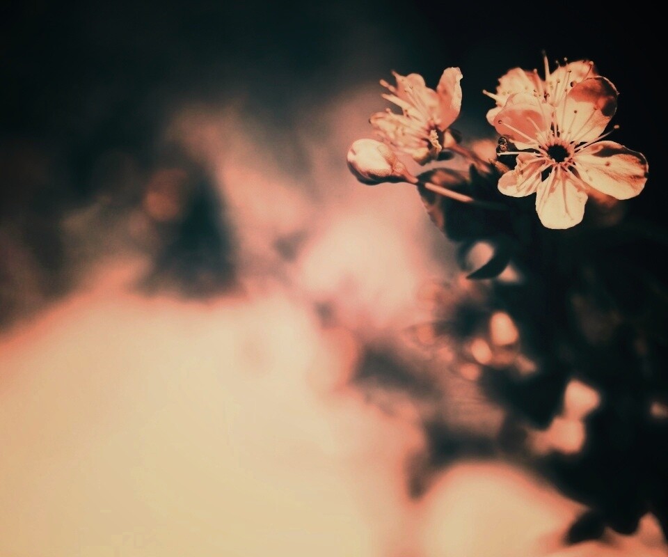 Цветок вишни обои