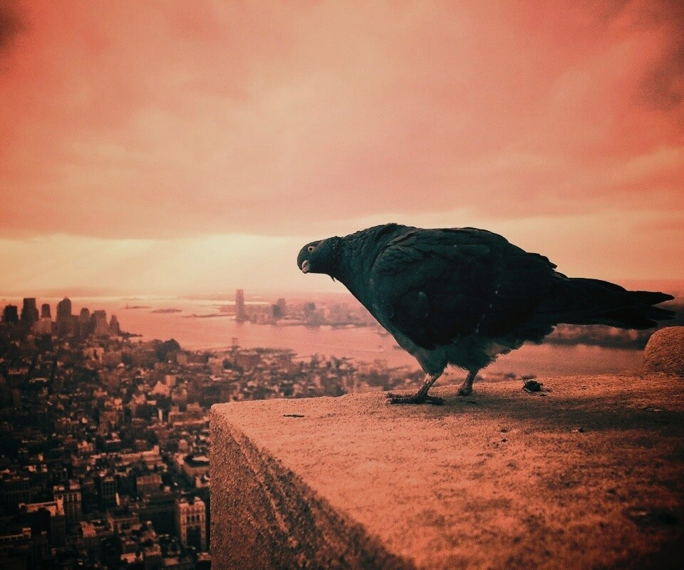 Любознательный голубь обои