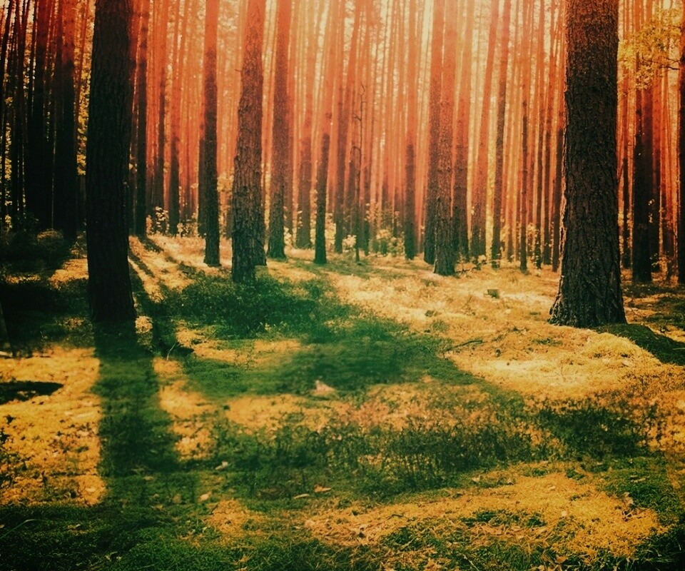 Солнечный лес обои