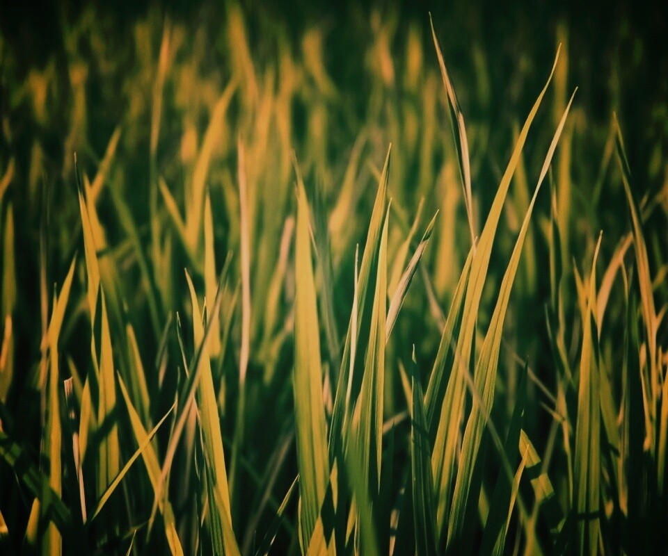 Яркая сочная трава обои