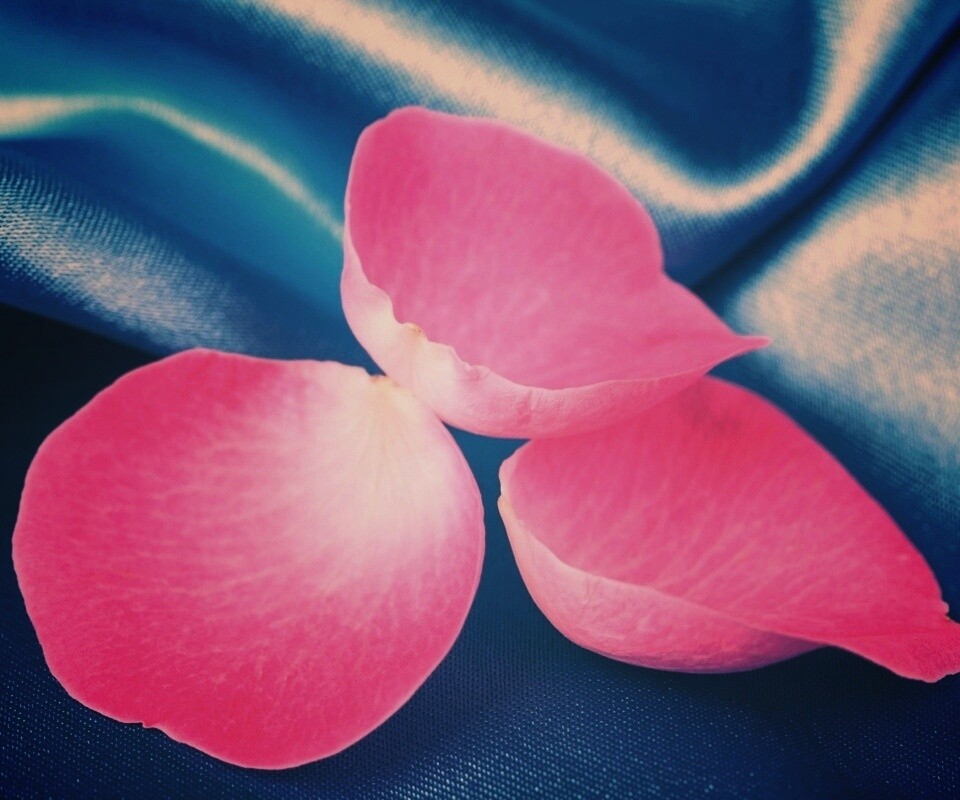 Лепестки розы на голубой ткани обои