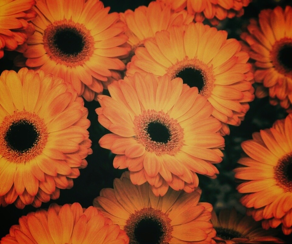 Желтые герберы обои