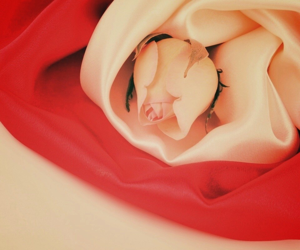 Нераспустившийся цветок розы в шелке обои