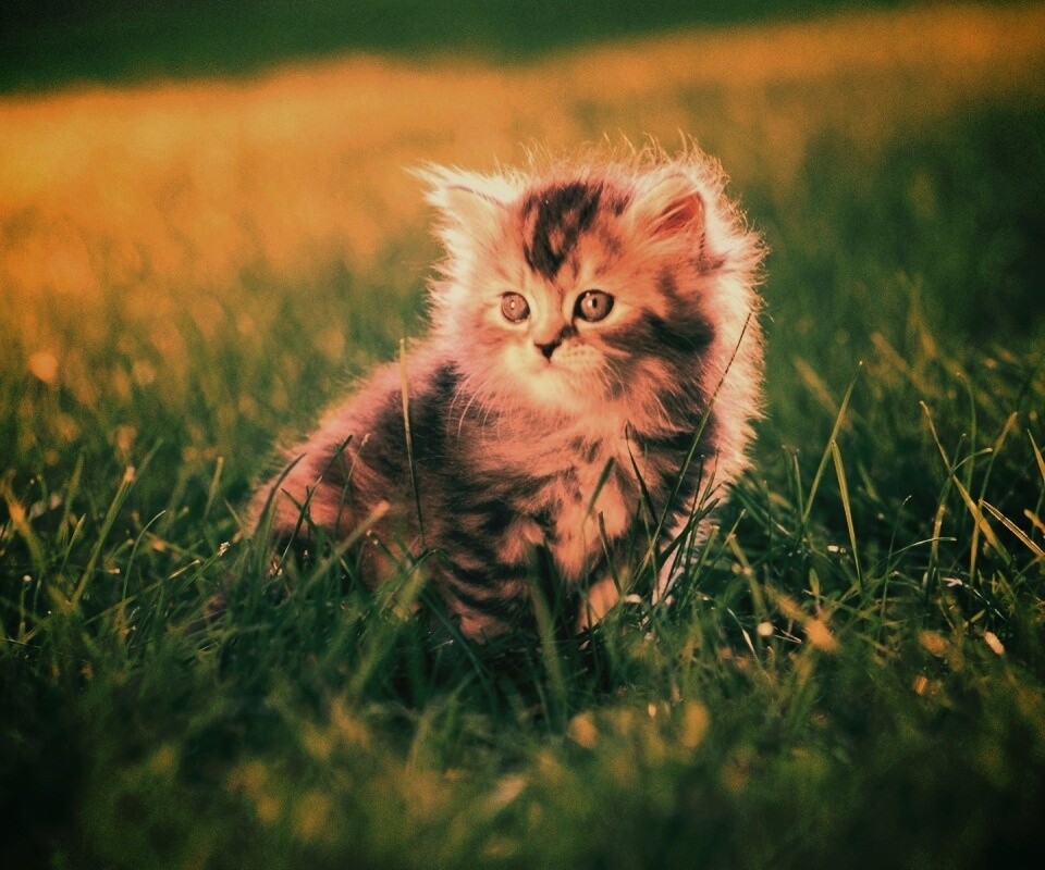 Пушистый котенок в траве обои